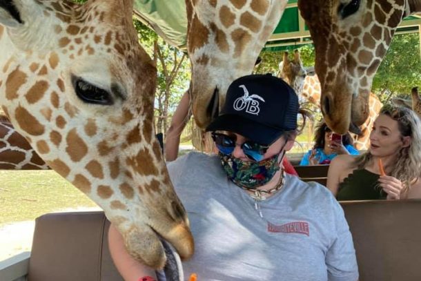 Woman feeding giraffes by hand from the trolley at the Ponderosa Safari in Costa Rica