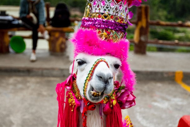 Colorful llama dressed in red and pink hats and scarves in Columbia