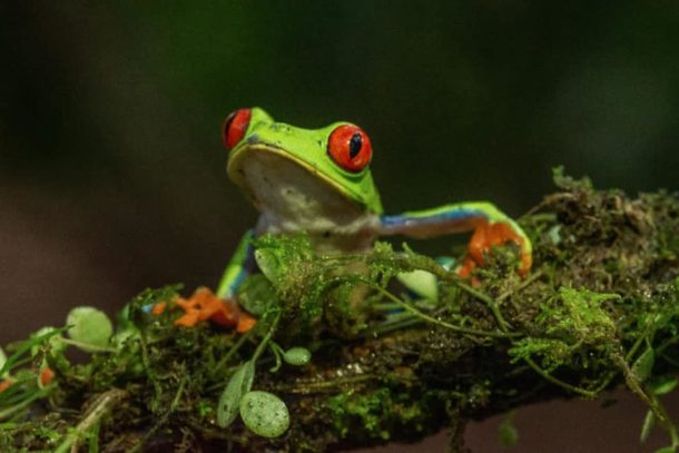 Vibrant picture of a frog sitting on a branch in Costa Rica