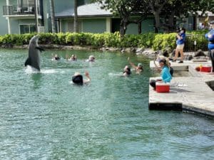 A dolphin does a trick with people watching from the water and the dock