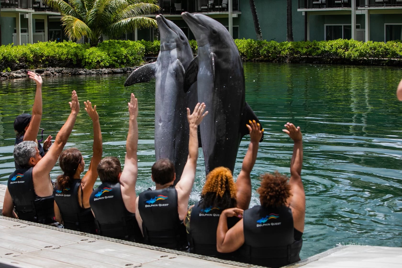 dolphin quest hawaii tours