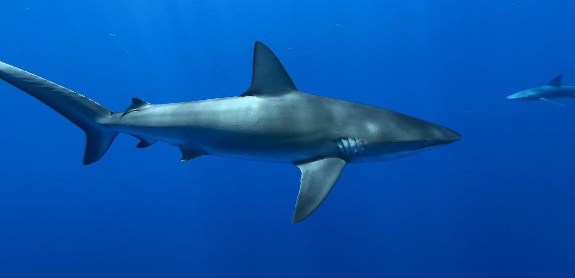 A large shark swimming through the ocean