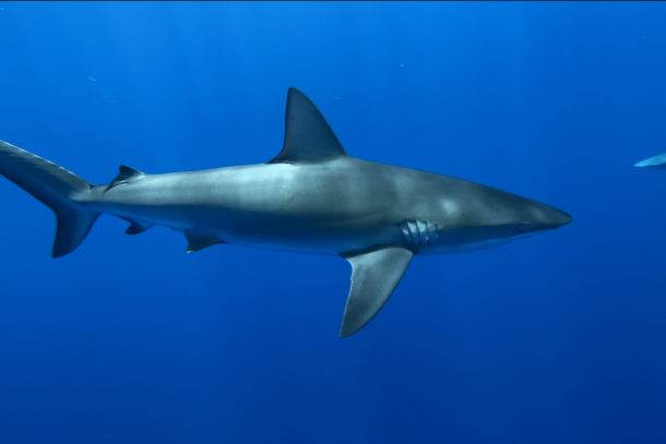 A large shark swimming through the ocean