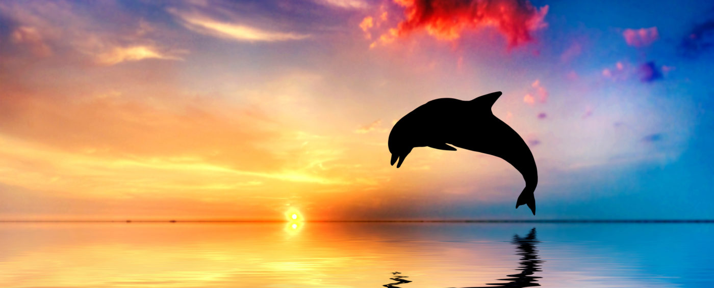 Beautiful calm ocean at sunset. Dolphin jumping silhouette