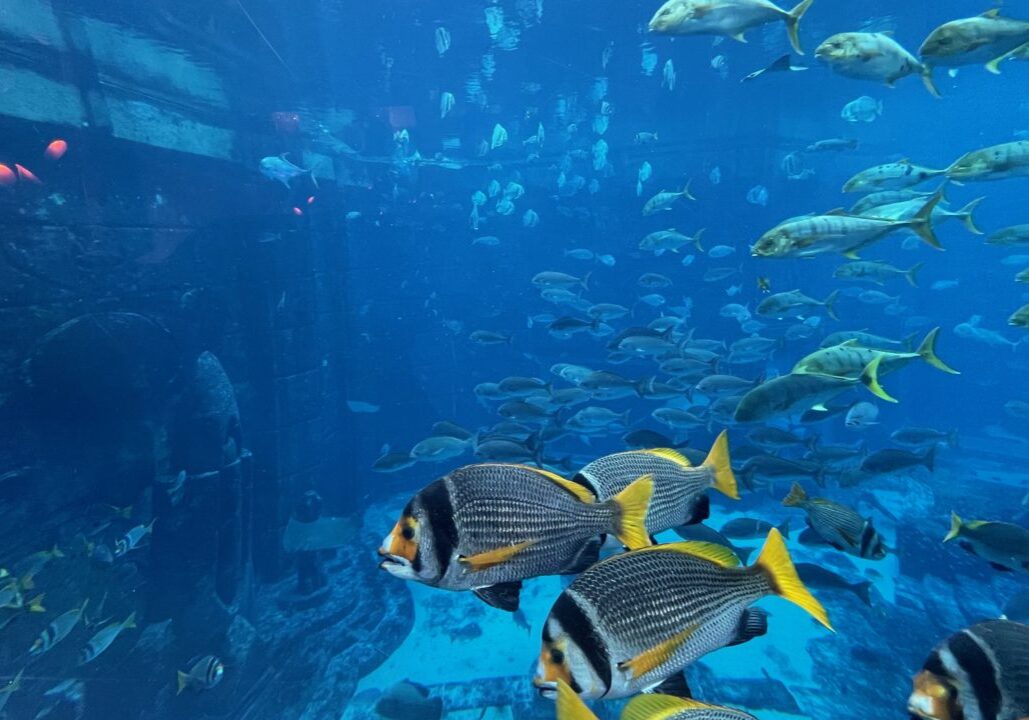 Amazing view of the aquarium from inside our underwater suite in Atlantis