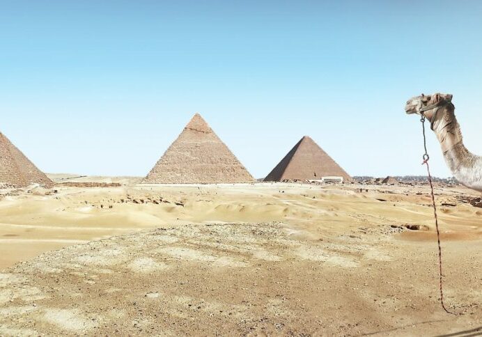 Egypt Camel standing in front of the Great Pyramids of Giza.