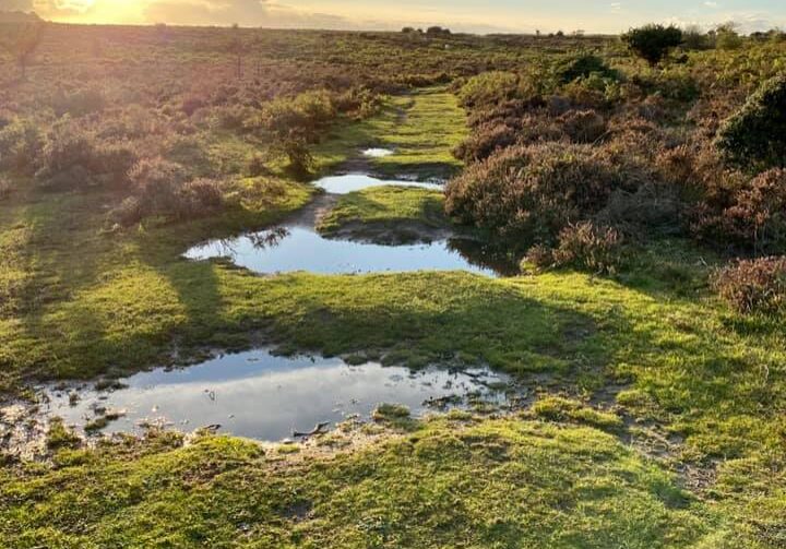 Beautiful reflective ponds in wild and natural landscape at the New Forest National Park, England, United Kingdom