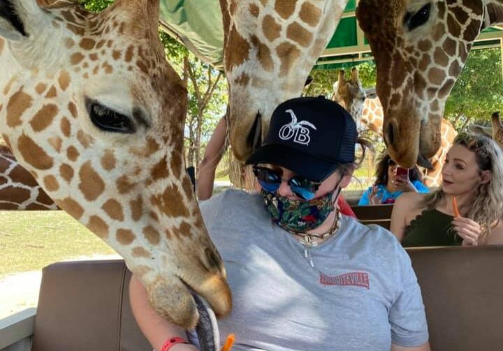 Woman feeding giraffes by hand from the trolley at the Ponderosa Safari in Costa Rica