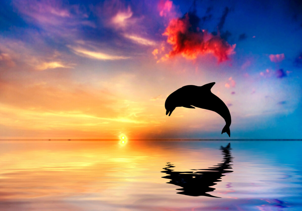 Beautiful calm ocean at sunset. Dolphin jumping silhouette